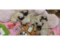 pug-puppies-for-sale-9-weeks-old-small-0