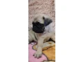 pug-puppies-for-sale-9-weeks-old-small-2