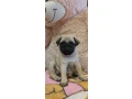 pug-puppies-for-sale-9-weeks-old-small-3