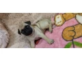 pug-puppies-for-sale-9-weeks-old-small-1