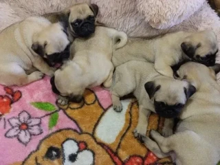 Pug puppies for sale, 9 weeks old.