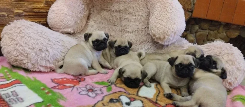 pug-puppies-for-sale-9-weeks-old-big-6