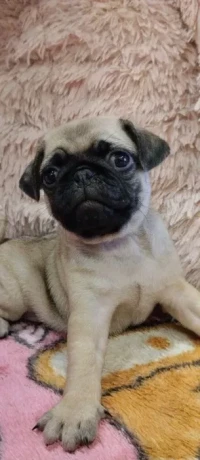 pug-puppies-for-sale-9-weeks-old-big-7