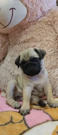 pug-puppies-for-sale-9-weeks-old-big-5