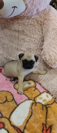 pug-puppies-for-sale-9-weeks-old-big-4