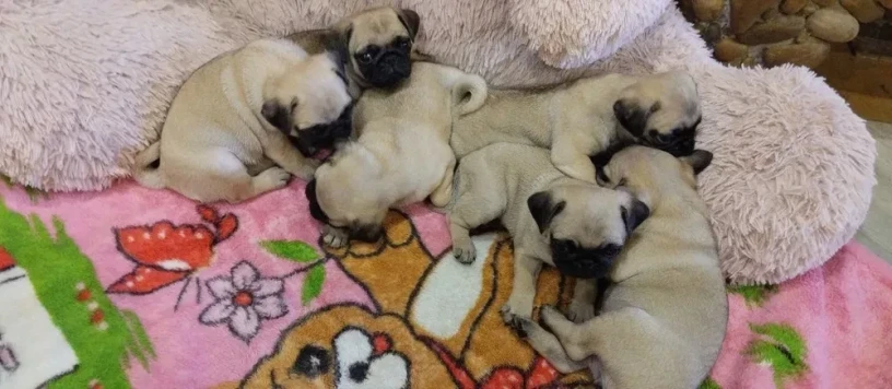 pug-puppies-for-sale-9-weeks-old-big-0