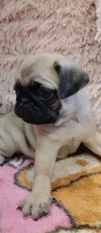 pug-puppies-for-sale-9-weeks-old-big-2