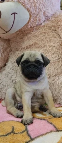 pug-puppies-for-sale-9-weeks-old-big-3