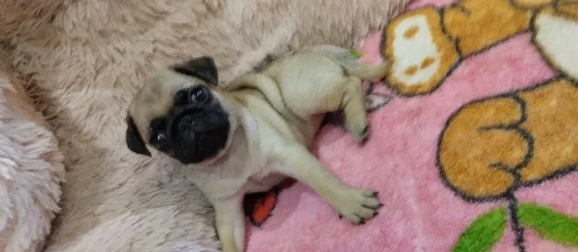 pug-puppies-for-sale-9-weeks-old-big-1