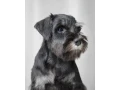 the-schnauzer-brothers-are-looking-for-a-family-in-new-york-small-3