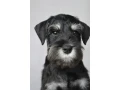 the-schnauzer-brothers-are-looking-for-a-family-in-new-york-small-1