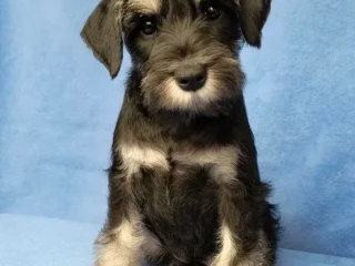 The Schnauzer brothers are looking for a family in New York