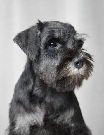 the-schnauzer-brothers-are-looking-for-a-family-in-new-york-big-3