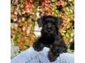 schnauzer-girl-12-weeks-old-indiana-small-5