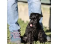 schnauzer-girl-12-weeks-old-indiana-small-1