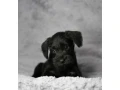 schnauzer-girl-12-weeks-old-indiana-small-2