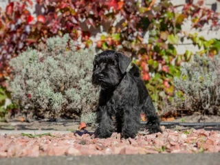 Schnauzer girl, 12 weeks old, Indiana