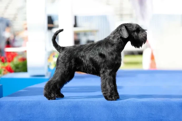 schnauzer-girl-12-weeks-old-indiana-big-3