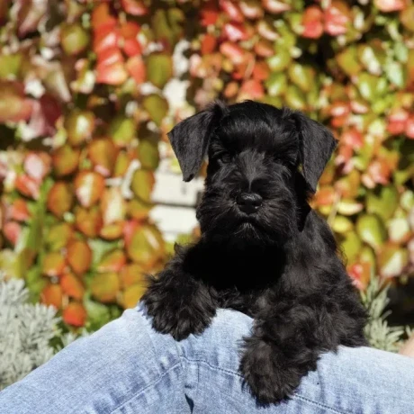 schnauzer-girl-12-weeks-old-indiana-big-5