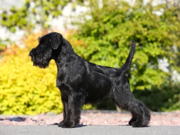 schnauzer-girl-12-weeks-old-indiana-big-6