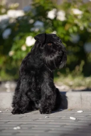 schnauzer-girl-12-weeks-old-indiana-big-4