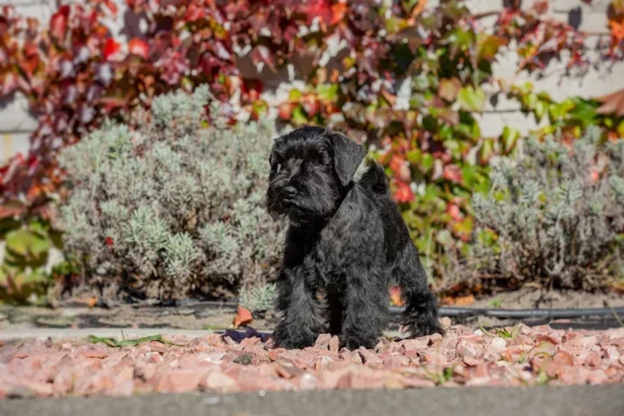 schnauzer-girl-12-weeks-old-indiana-big-0