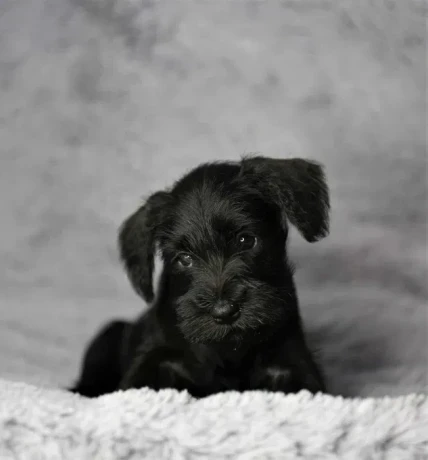 schnauzer-girl-12-weeks-old-indiana-big-2