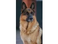 german-shepherd-girls-with-documents-small-3