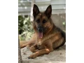 german-shepherd-girls-with-documents-small-2