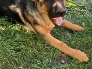 German Shepherd girls with documents