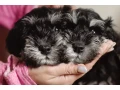 miniature-schnauzer-puppies-looking-for-a-home-small-0