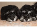 miniature-schnauzer-puppies-looking-for-a-home-small-4