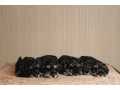 miniature-schnauzer-puppies-looking-for-a-home-small-3