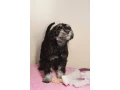 miniature-schnauzer-puppies-looking-for-a-home-small-1