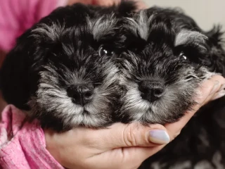 Miniature schnauzer puppies looking for a home