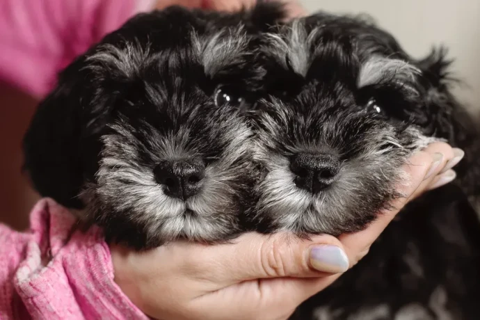 miniature-schnauzer-puppies-looking-for-a-home-big-0