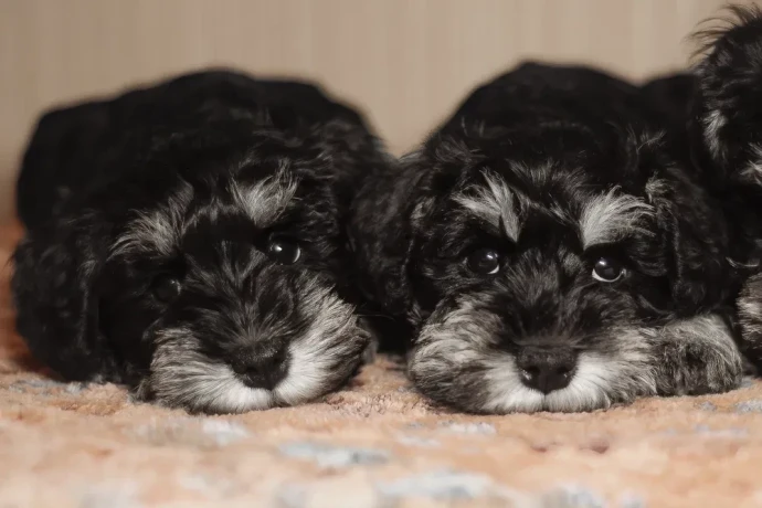 miniature-schnauzer-puppies-looking-for-a-home-big-4