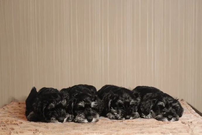 miniature-schnauzer-puppies-looking-for-a-home-big-3