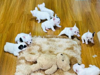 French Bulldog puppies