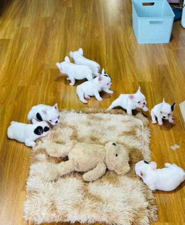 french-bulldog-puppies-big-0