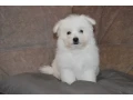 bichon-frise-puppies-are-waiting-for-loving-owners-in-new-york-city-small-3