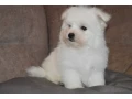 bichon-frise-puppies-are-waiting-for-loving-owners-in-new-york-city-small-4