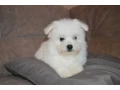 bichon-frise-puppies-are-waiting-for-loving-owners-in-new-york-city-small-5