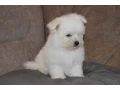 bichon-frise-puppies-are-waiting-for-loving-owners-in-new-york-city-small-2