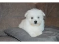 bichon-frise-puppies-are-waiting-for-loving-owners-in-new-york-city-small-0