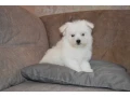 bichon-frise-puppies-are-waiting-for-loving-owners-in-new-york-city-small-1