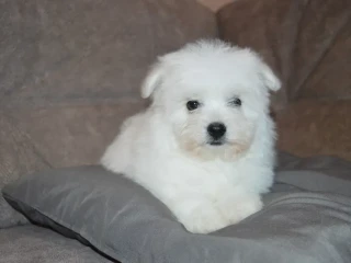 Bichon Frise puppies are waiting for loving owners in New York City