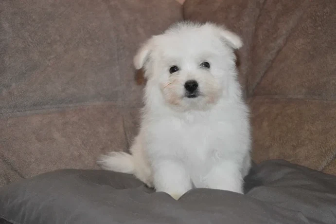 bichon-frise-puppies-are-waiting-for-loving-owners-in-new-york-city-big-3