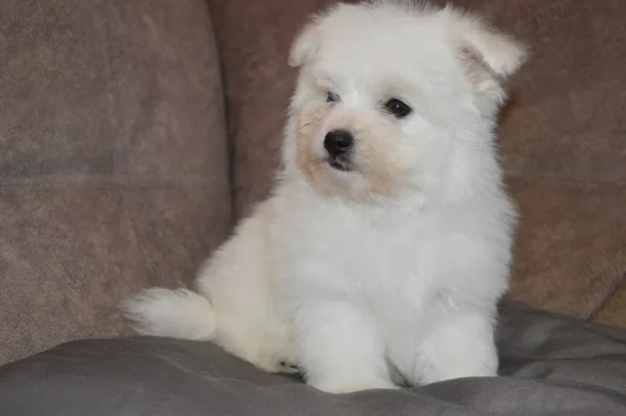 bichon-frise-puppies-are-waiting-for-loving-owners-in-new-york-city-big-4