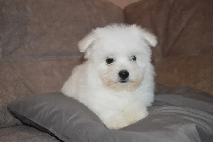 bichon-frise-puppies-are-waiting-for-loving-owners-in-new-york-city-big-5